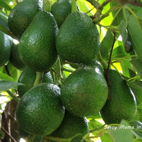 
2021 HASU New Crop Fresh Slightly Sweet Flavor High quality Fresh Avocado Shipping from Vietnam 
