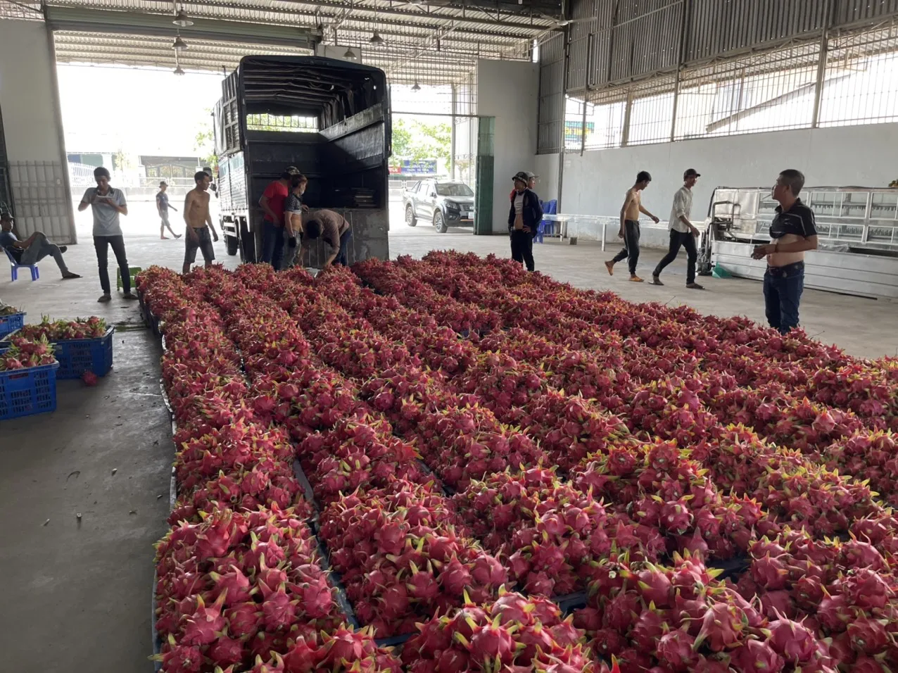 Standard Company Fresh Dragon Fruit High Quality Dragon Fruit (RED/WHITE Flesh) Specially Export to China Vietnam Dragon Fruit