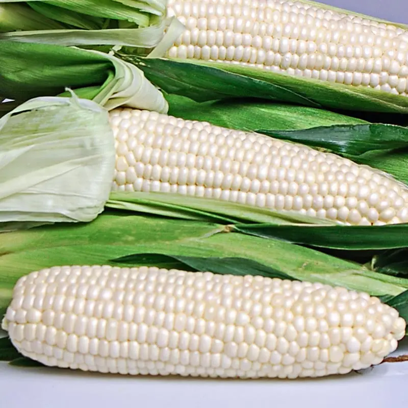  Оптовые цены качественная белая и желтая кукуруза класса А корм для животных