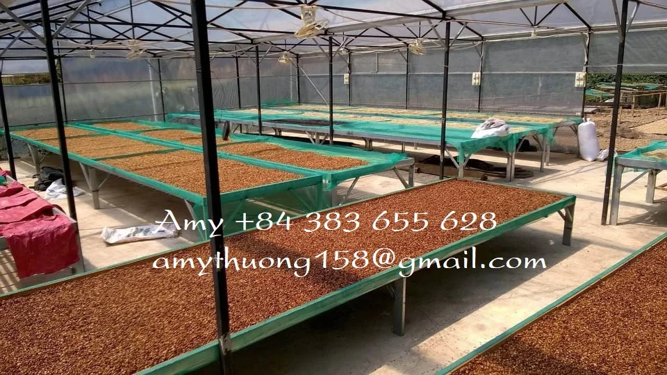 High quality roasted coffee beans mixing Arabica and Robusta coffee/ Blended coffee