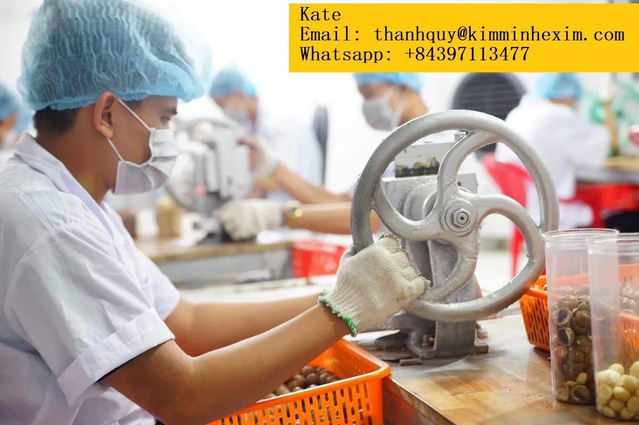  Rich in nutritional value delicious macadamia nuts origin Vietnam