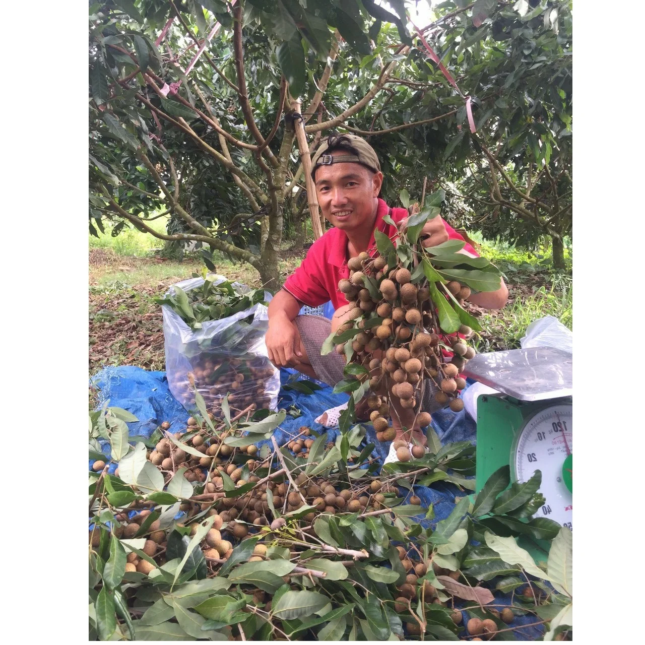 Good Quality Healthy Organic Tropical Thick and Brittle white Fresh Ripe Dimocarpus Longan Fruit exported from Vietnam