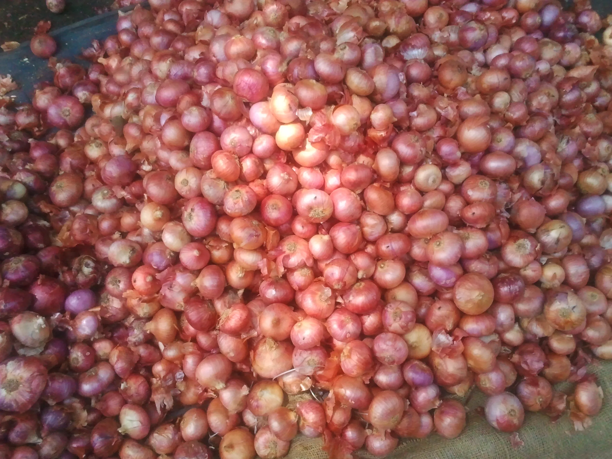 Manufacturers of High Quality Fresh Red Onion From India for Sale in Bulk Quantity With Standard Packaging