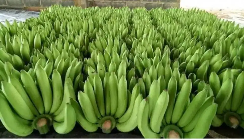 Свежий тайский банан из Таиланда Премиум фрукт лучший продавец