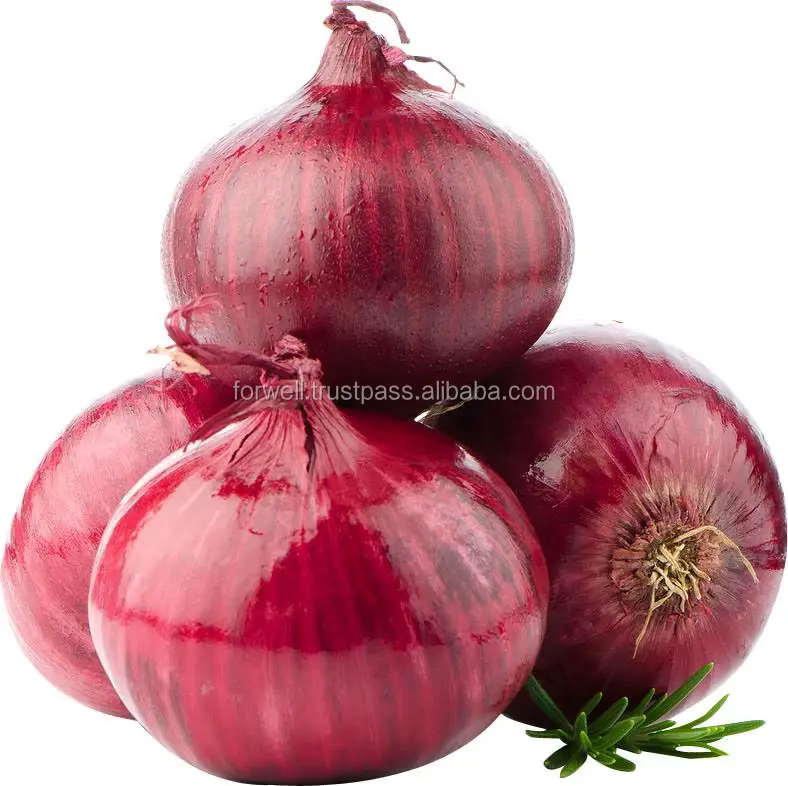 Hot sale best price fresh Egyptian red onion with high quality from Egypt