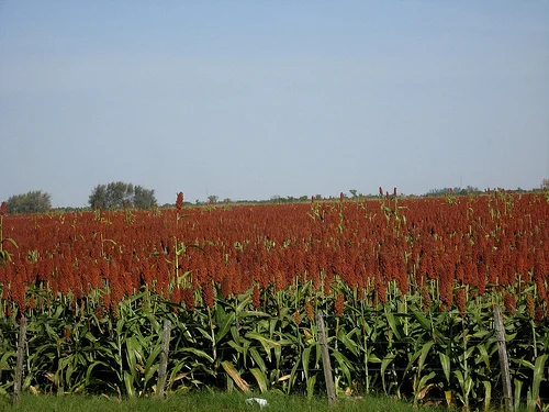 
Best Selling Premium Wholesale Red Sorghum 