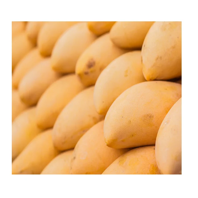 Fresh And Organic Sindhri Pakistani Mangoes In Wholesale Price