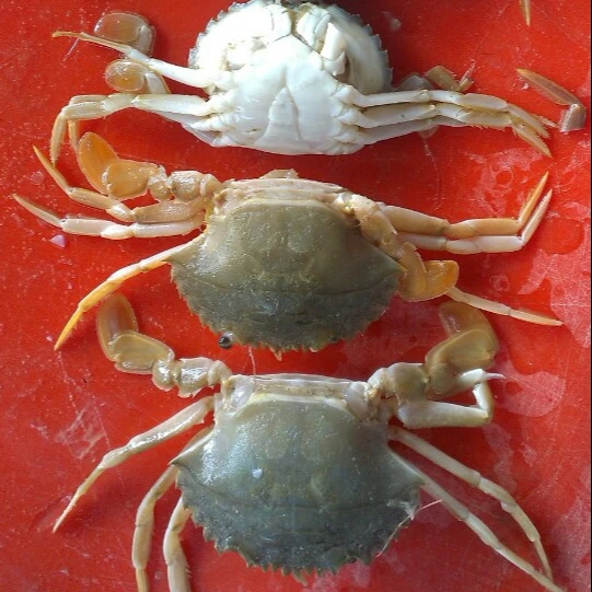 FROZEN BABY CRAB FOR SALE