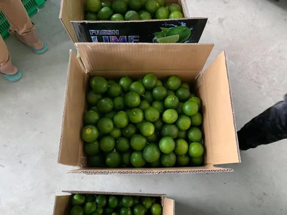 TW6 Best Option Juicy Sour Taste Fresh Seedless Lime Lemon Ready to Export from Vietnam