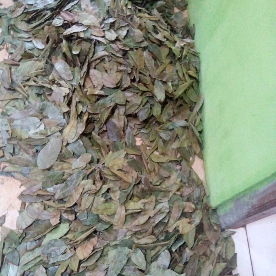 
Dried Soursoup whole leaves ( GRAVIOLA ) 