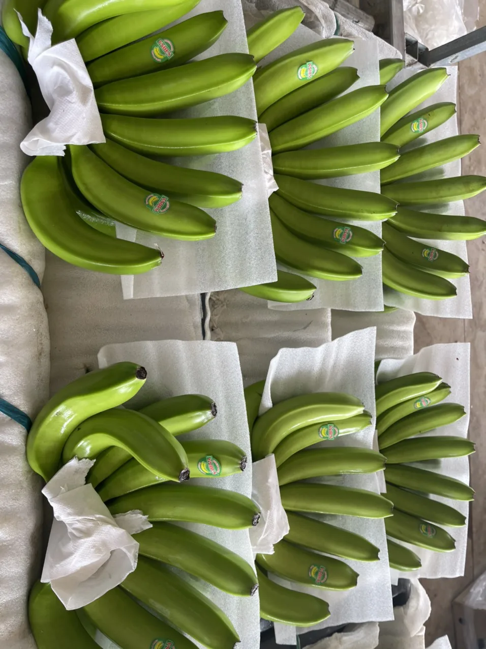 FRESH CAVENDISH BANANA FROM VIETNAM - BEST PRICE