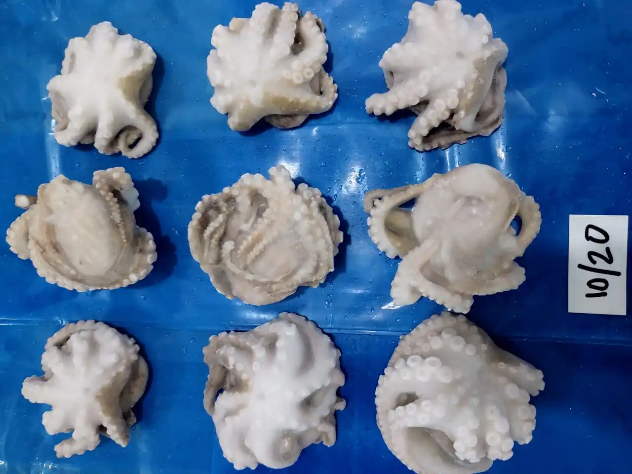 OCTOPUS WHOLE CLEANED