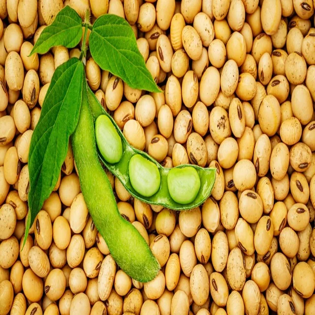 quality Non GMO Soybean Yellow / Soybeans for Human Consumption USA