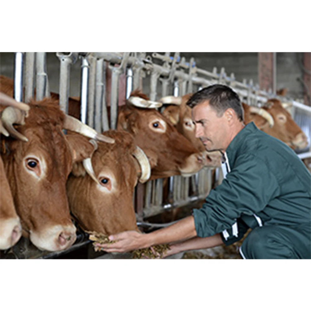 Подсластённое конденсаторное молоко и какао 7.5% жира Халяль ISO HACCP банка 370 г/упаковка 4 кг/пакет 25