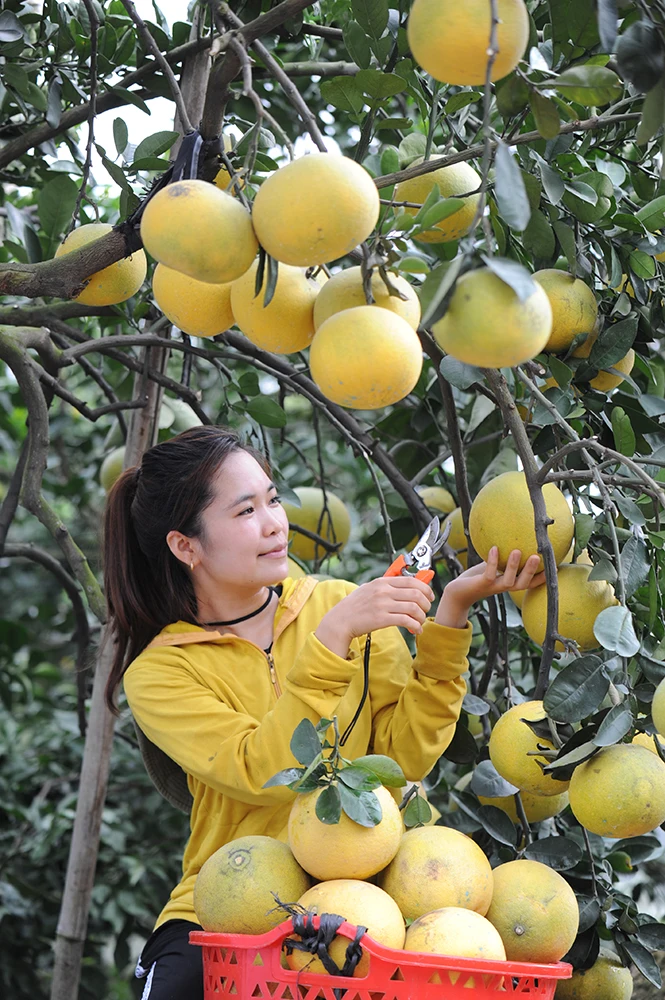 Высокое качество оптовая продажа специальная кухня органическое культивирование зеленый грейпфрут со сладким вкусом из Вьетнама