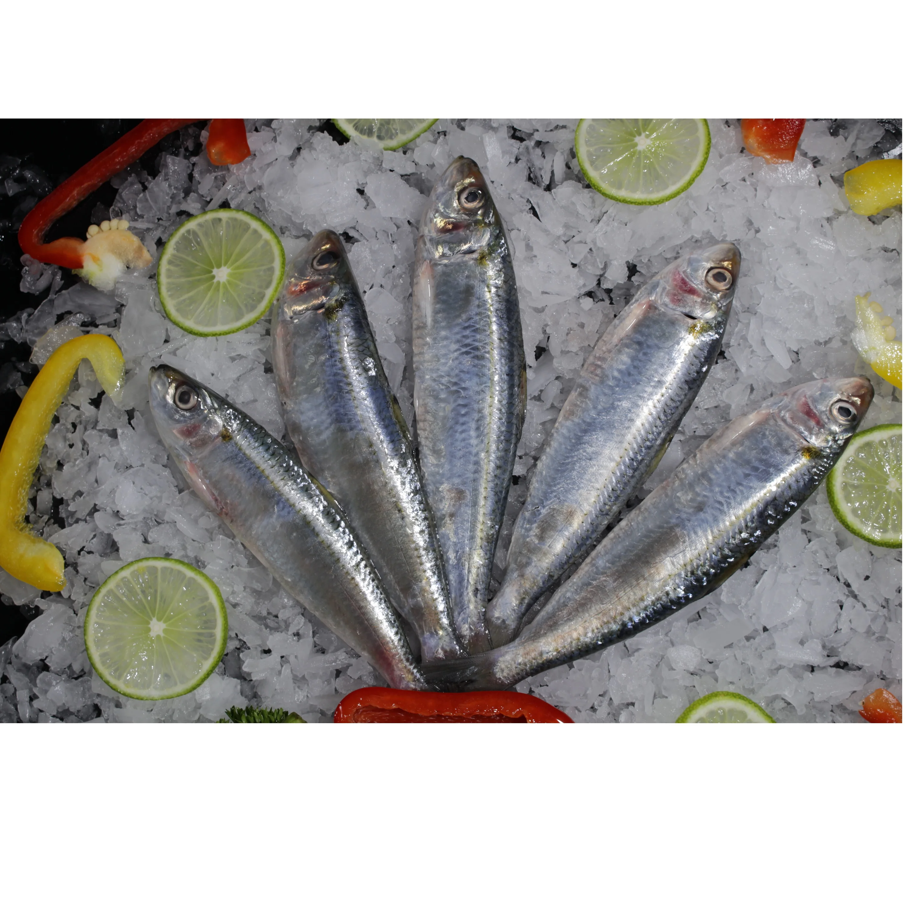 
Sardinella Gibbosa Frozen Whole Piece With Shelf Life 12 Months In Bag And Box Packaging 