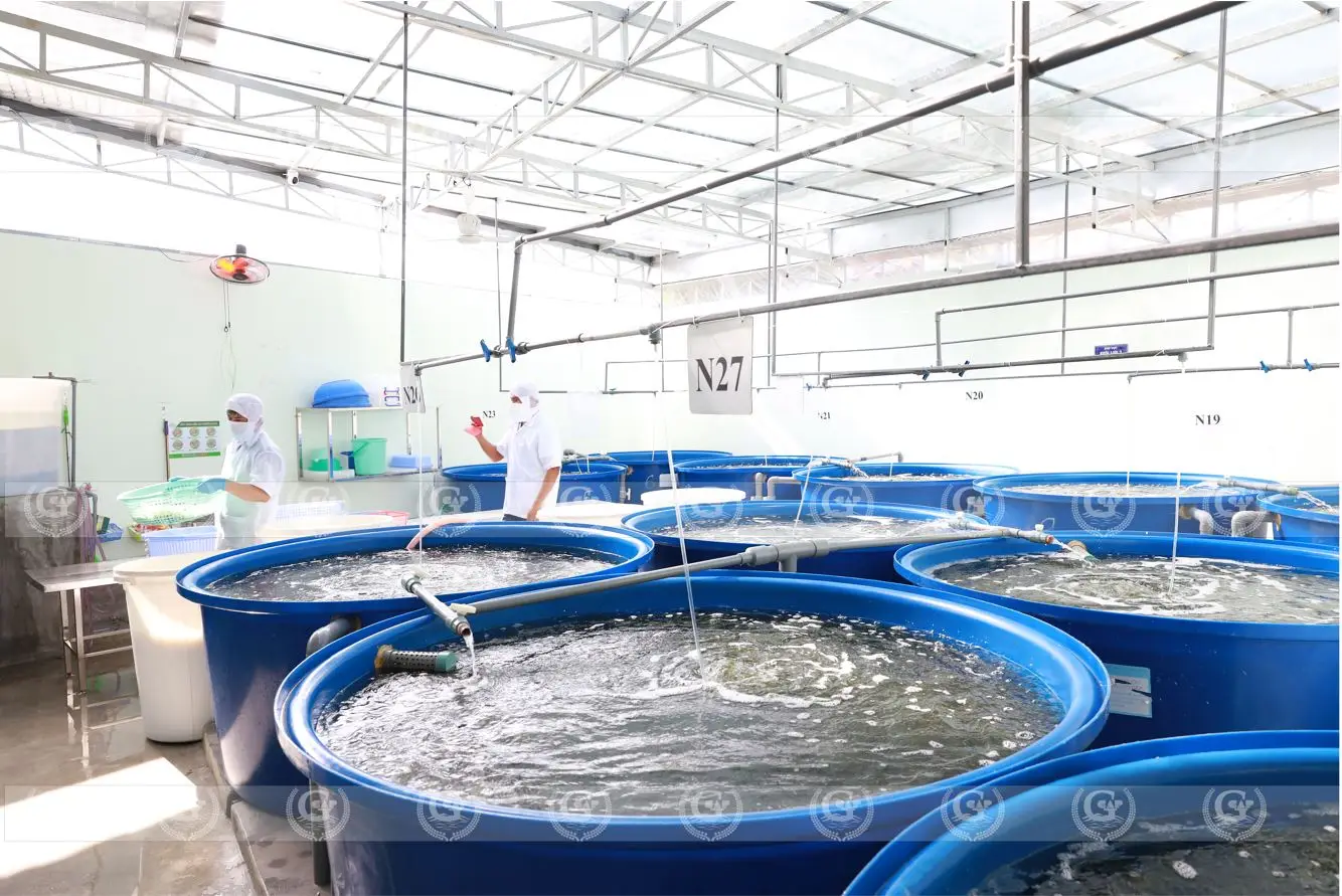 Характеристики производителя GCAP вкус органического морского винограда зеленая еда морские водоросли umibudo lato конкурентоспособная цена