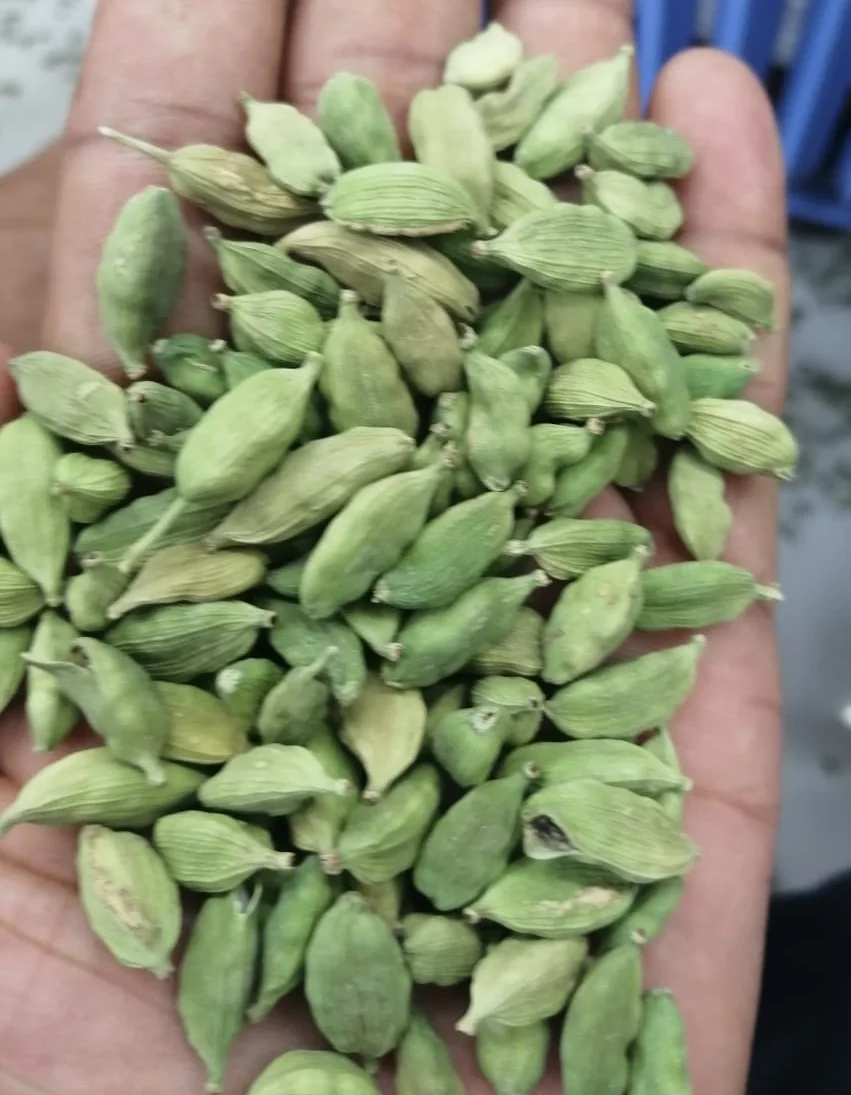 Green cardamom Nut High Quality to export Supply From India for export at reasonable rate