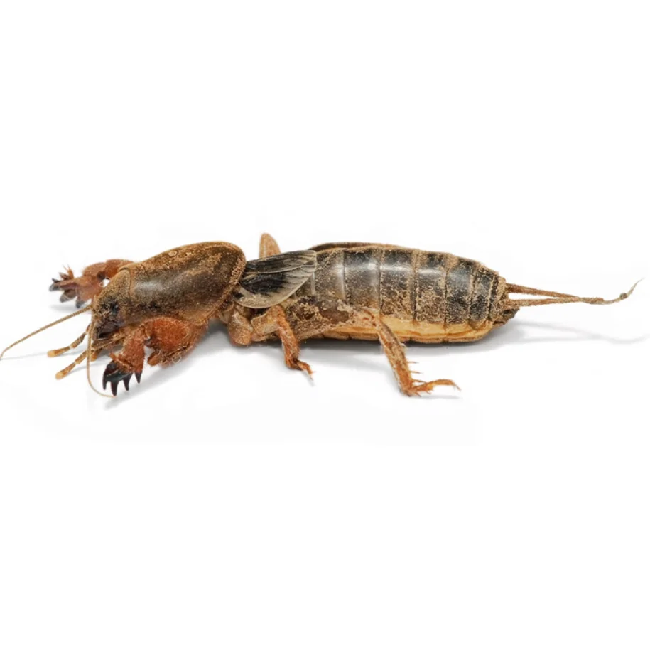 AYAME Dried Mole Cricket Insect Eatable Snack From Thailand