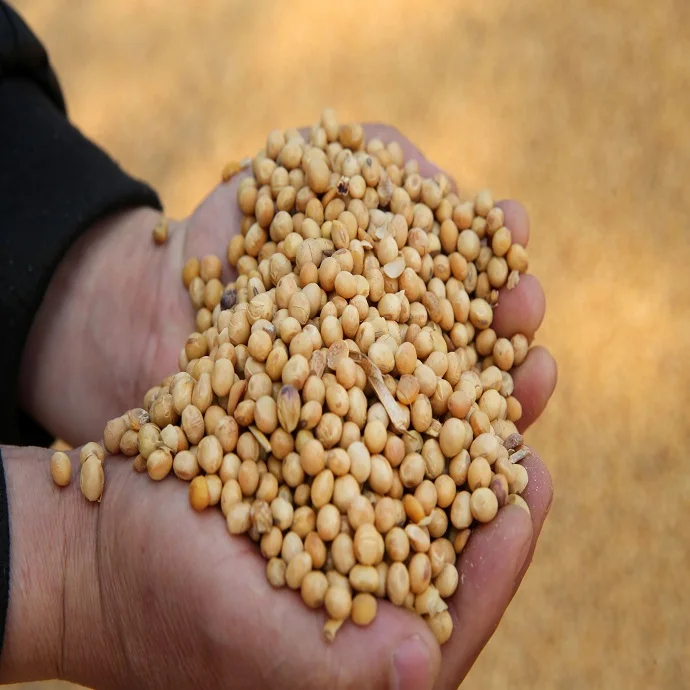 Top Quality Soybean / Dried Soybean / Non GMO Yellow Soybean For Sale