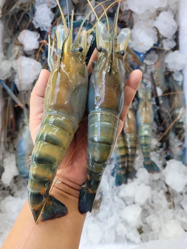 quality grade frozen river shrimp from Thailand by SP Organic
