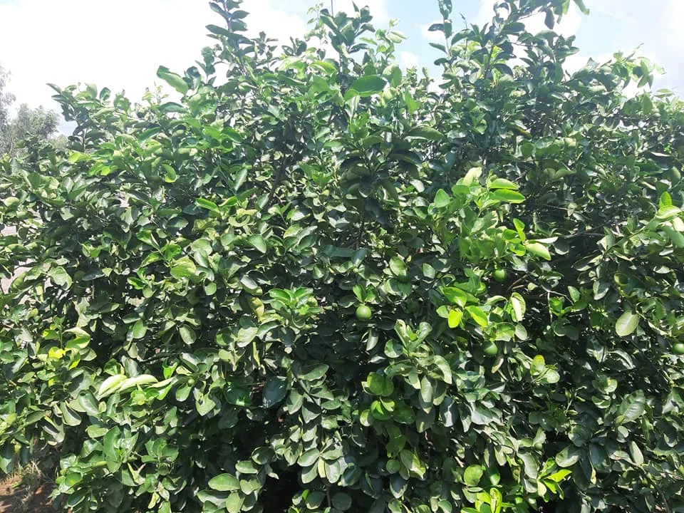 Best price GREEN LIME first grade 8-12pcs/kg