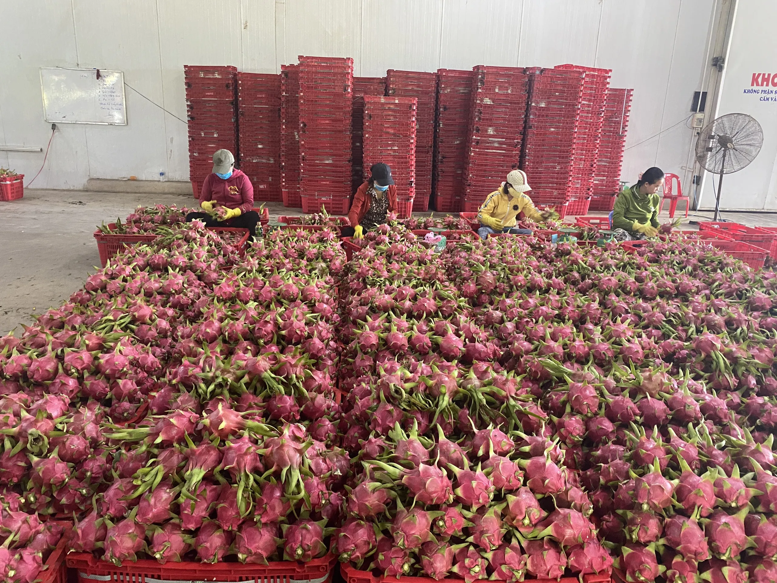 Вьетнамский Свежий фрукт красного дракона/поставщик органических фруктов дракона