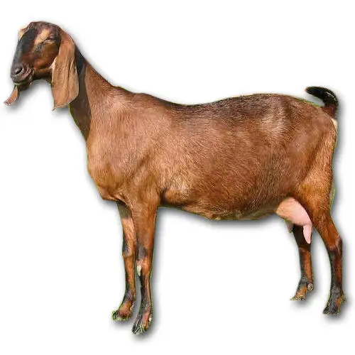  Лучшие живые бурские козы нубийские ангорские овцы и коровы