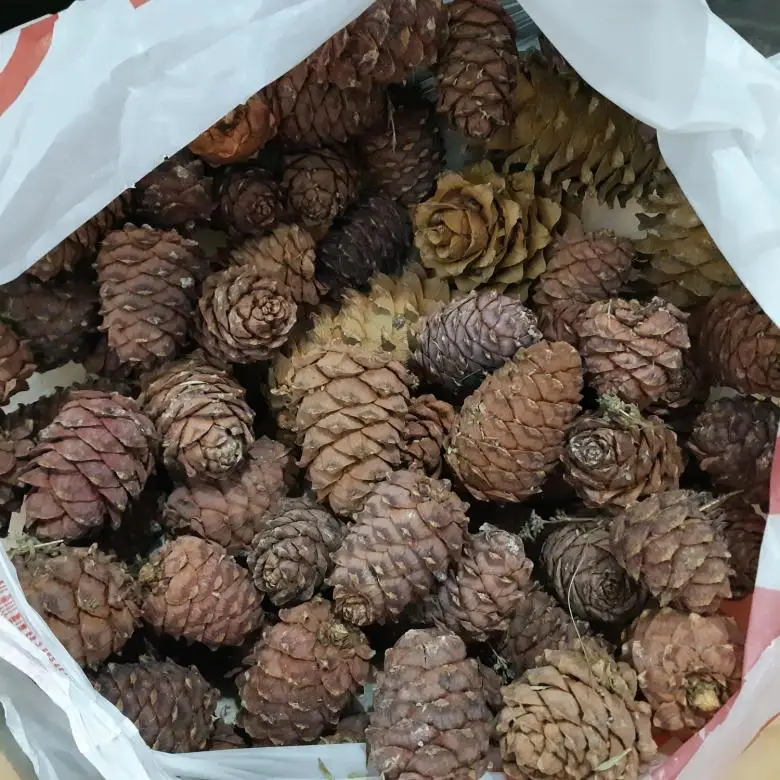 Оптовая продажа из России, вкусные сосновые орехи, цена/кедровые сосновые орехи