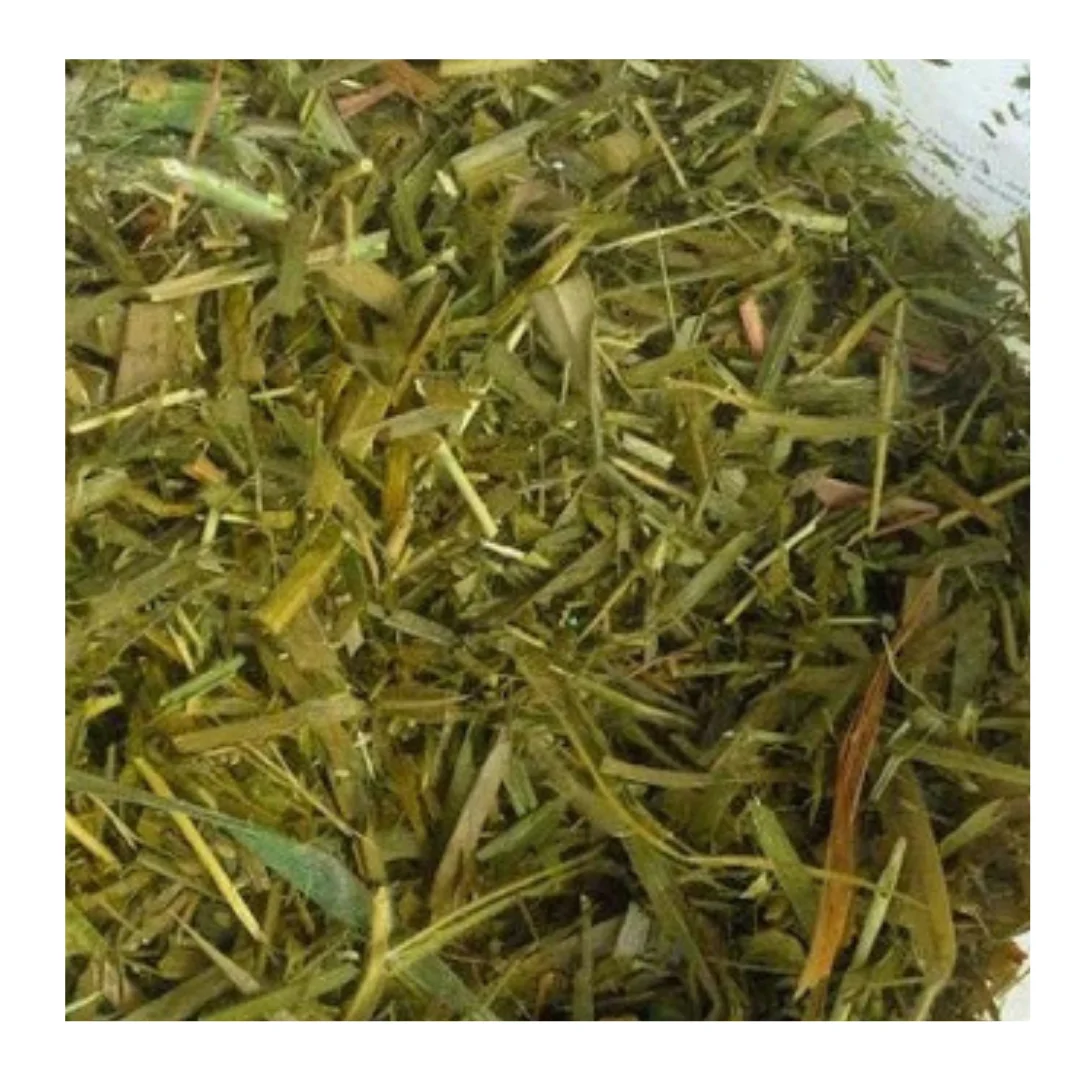 CORN SILAGE ORGANIC /CORN SILAGE  FOR ANIMAL FEED ORIGIN VIET NAM CHEAP PRICE AND HIGH QUALITY