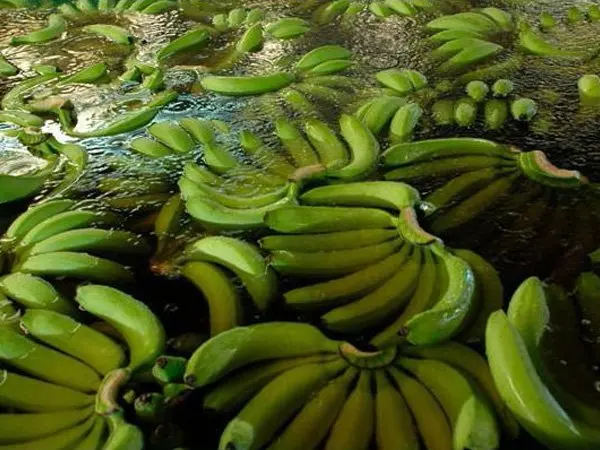 Fesh Cavendish Banana from Vietnam to the best price - VietGAP and GlobalGAP standards in agricultural production