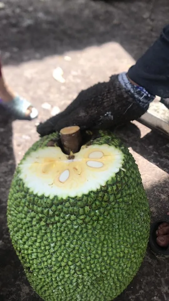 unripe jackfruit 500gr packing per tray for daily use best choice 2021