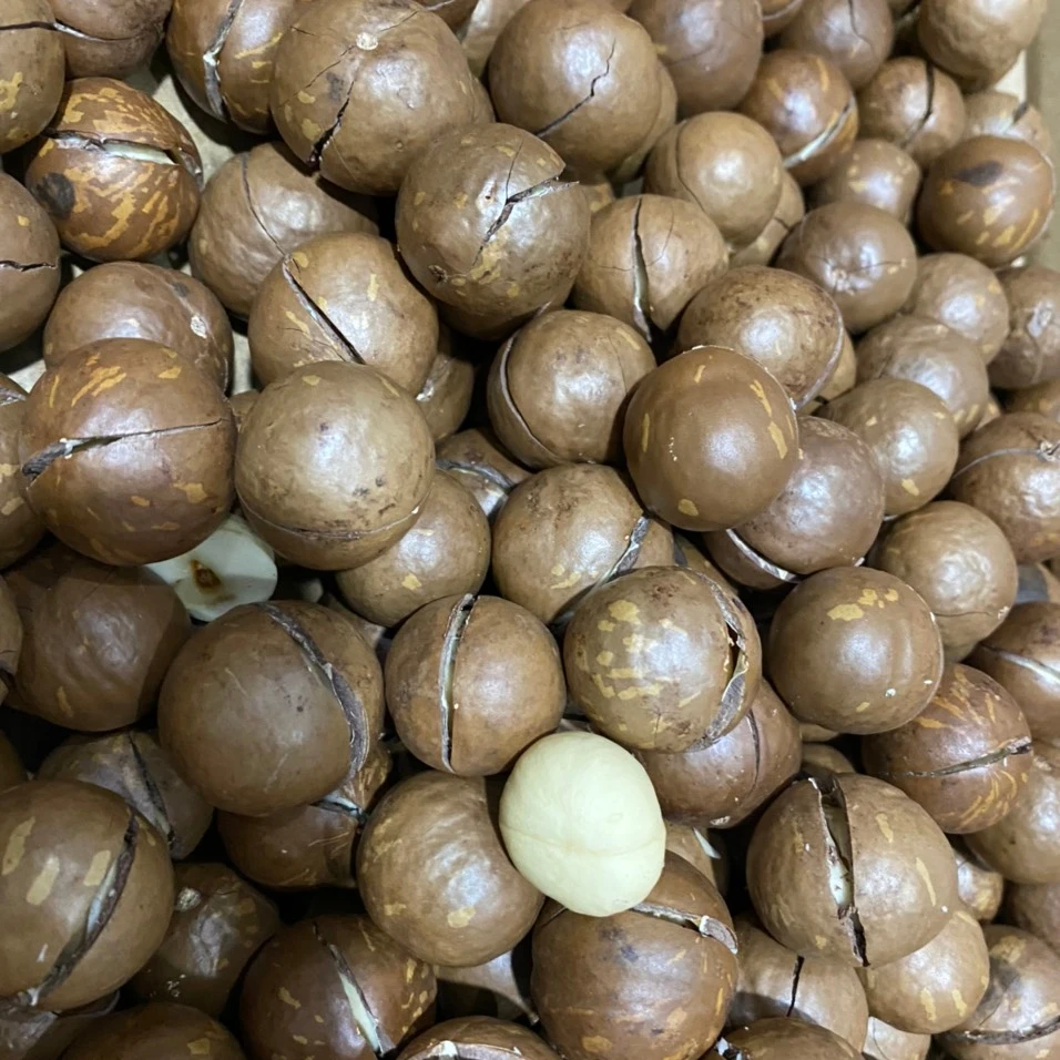 Оптовая продажа, высококачественные орехи макадамии, органические орехи макадамии среднего размера, производство Вьетнама