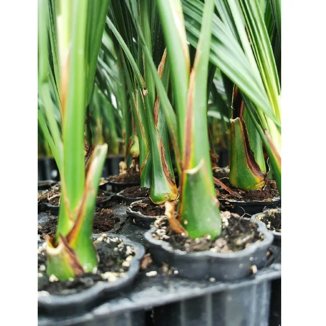 Tissue Culture of the Date palm Seedlings