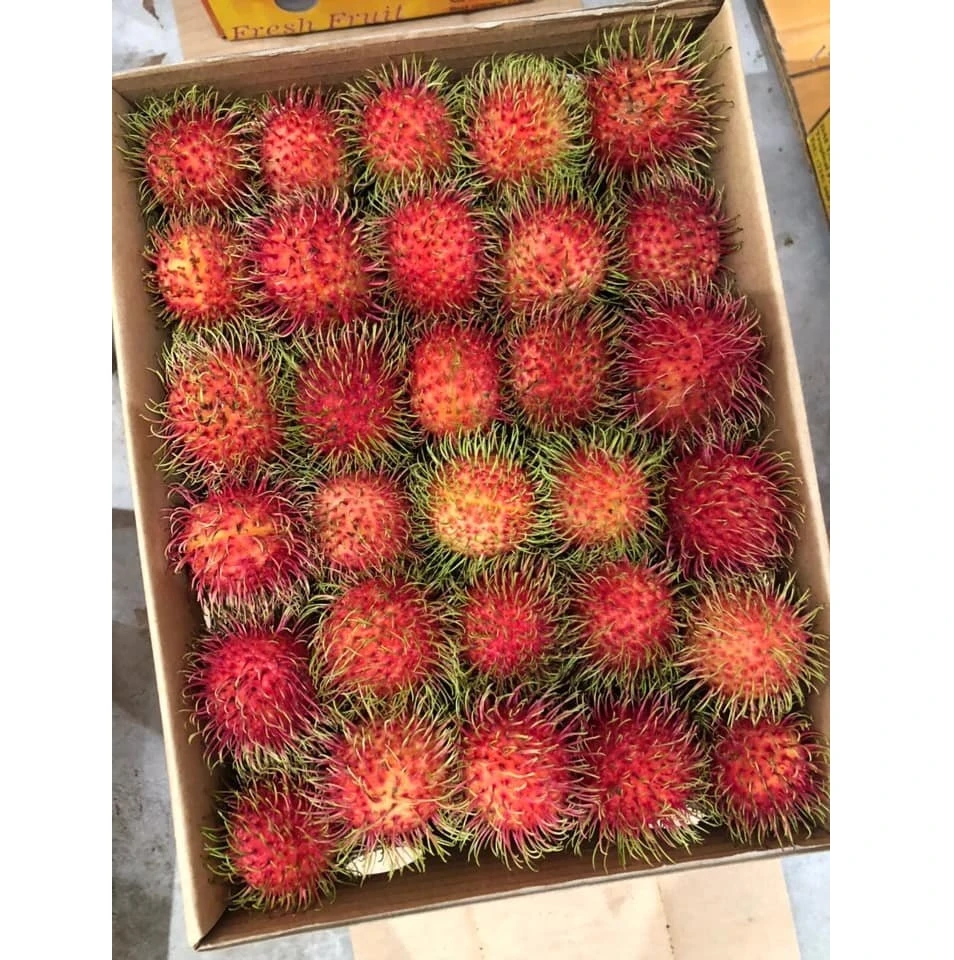 Wholesale Fresh Rambutan Rambutan Export 100% Fresh Tropical Fruit Best Price High Quality made in Vietnam