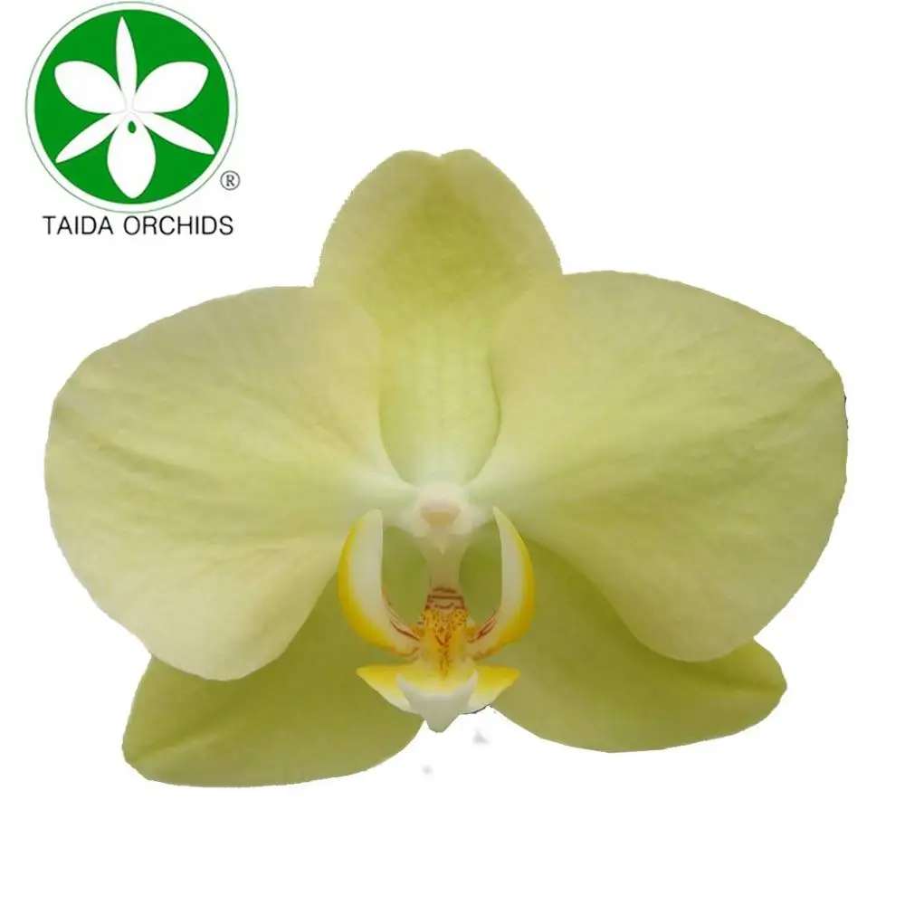 
export fresh orchid plants for wholesale buyers 