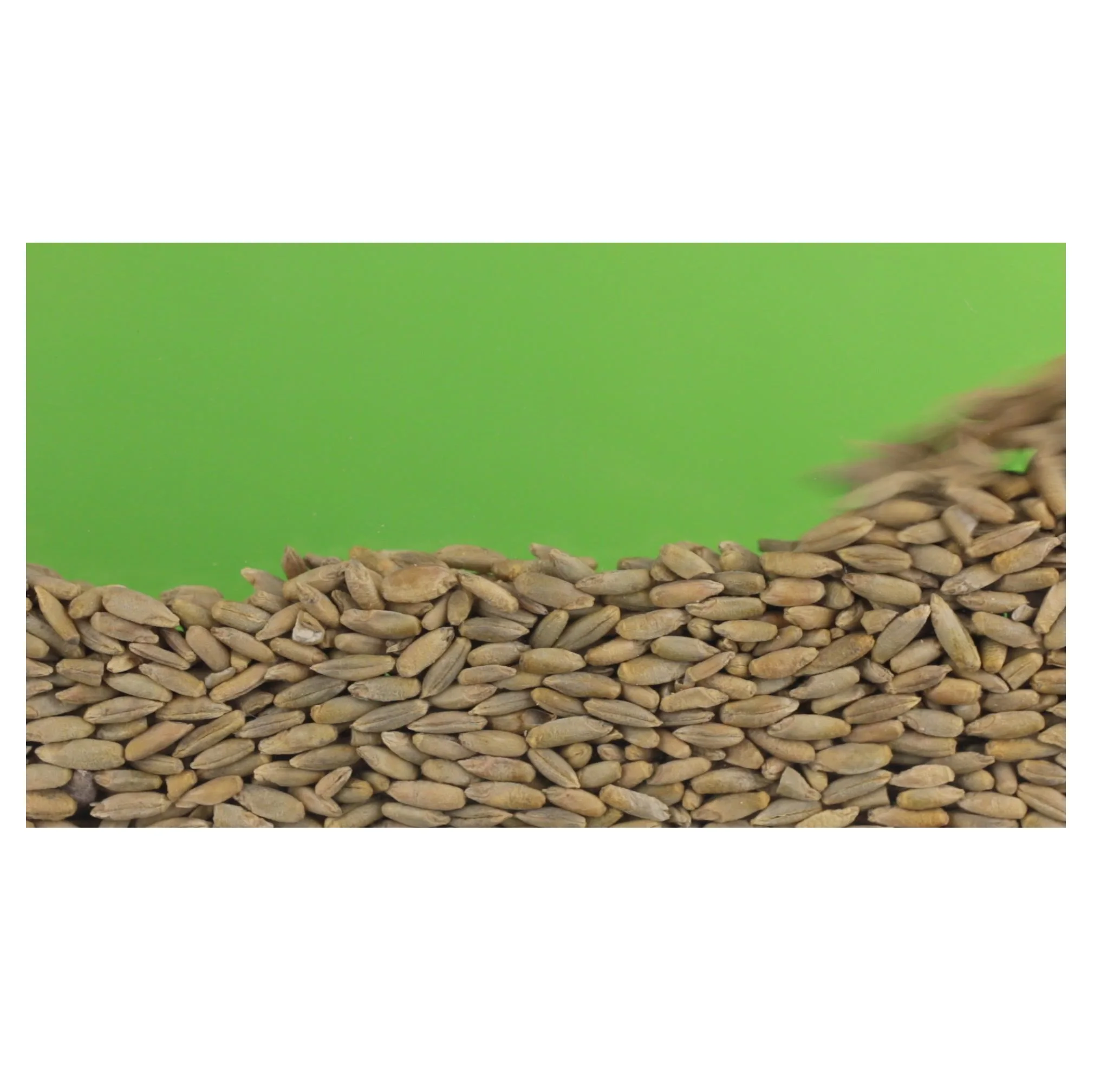 
High Quality Rye Grains Available For Sale 