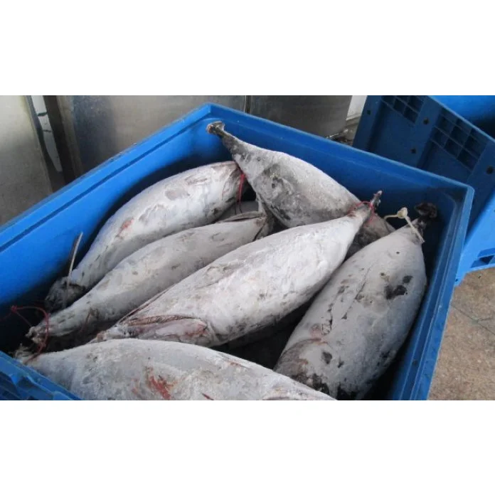 Precooked Seafood Purse Flake Max Mercury Fishing KOSHER Style Lead Gluten Packaging Pack Color Tuna ALBACORE WHOLE ROUND