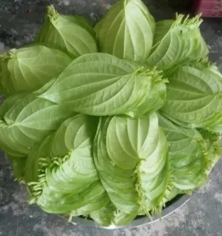 Свежие листья Betel из дерева 10 шт.