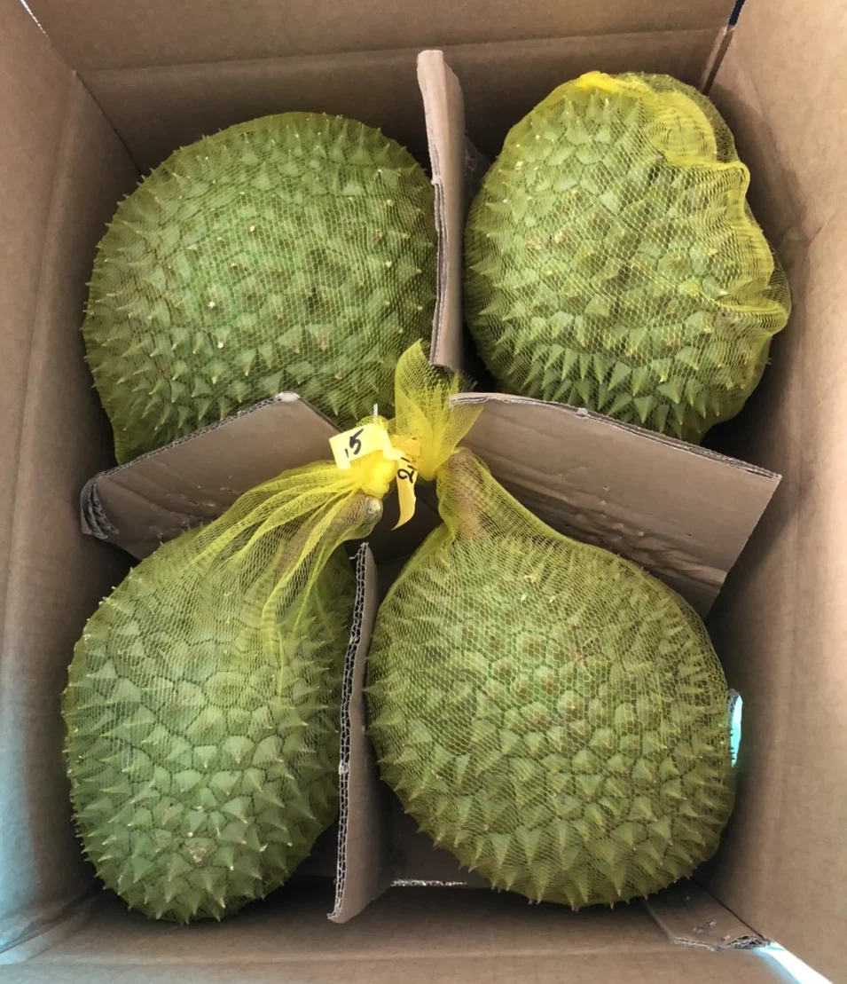 Fresh Durian Fruit /Fresh Durian Monthong/Fresh Durians