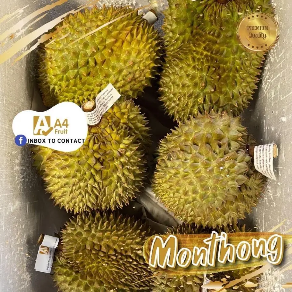 Premium Quality Fresh durians durian frozen durian from Thailand Tropical Style Thai
