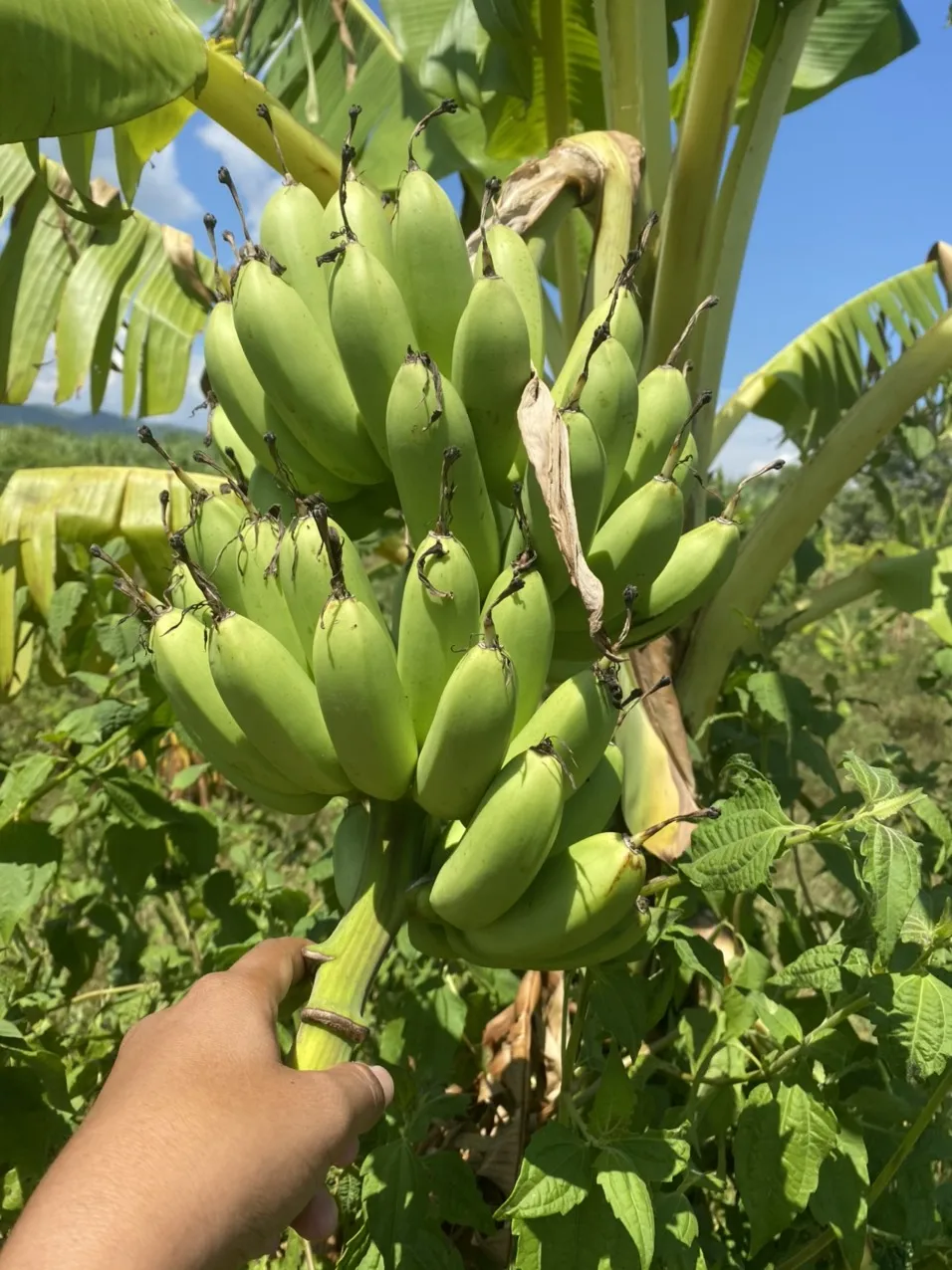 Newest Style Long Shape Open Air Cultivation Type Organic Dried Fruit Vietnam Export Soft Sweet Dried Banana With High Quality