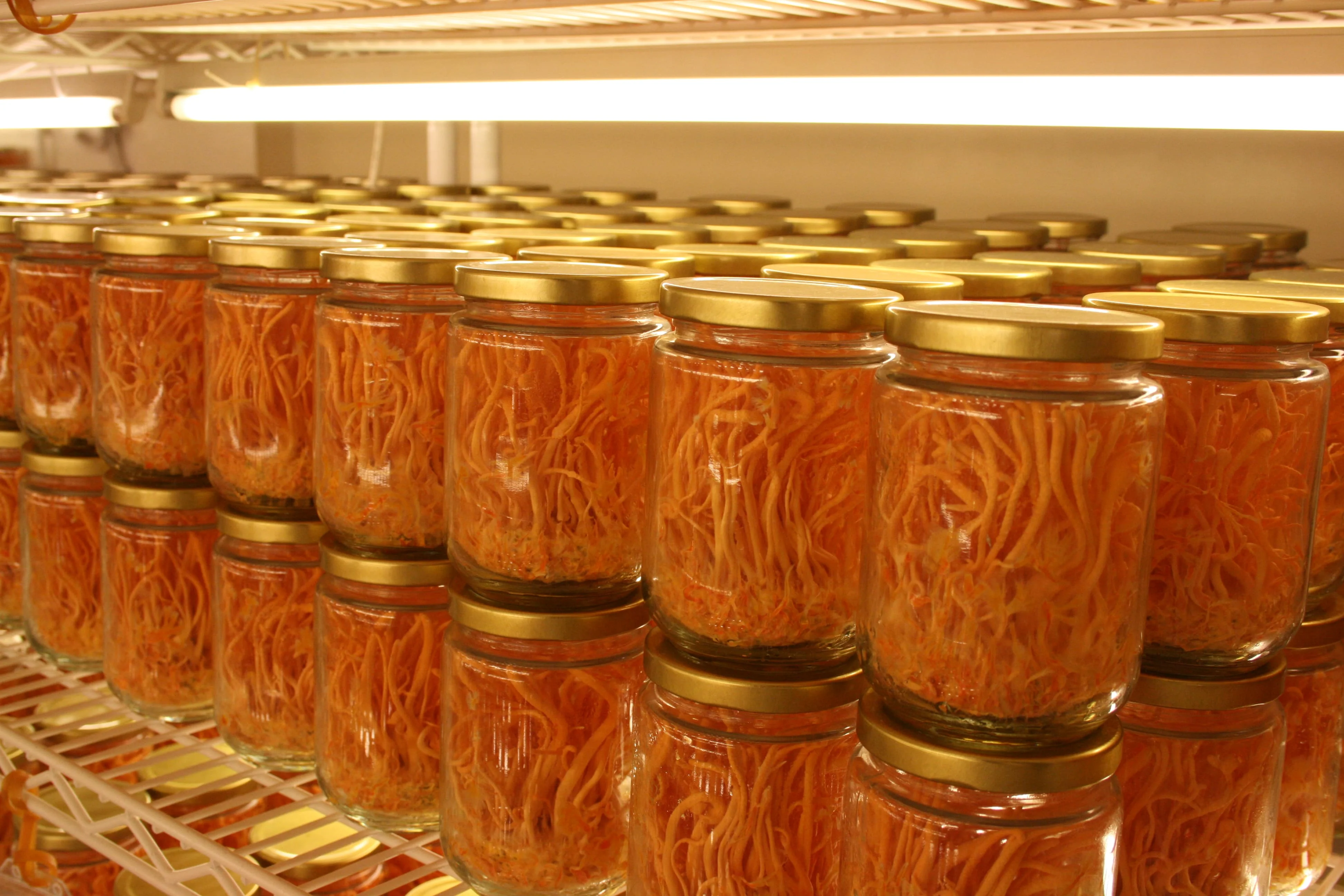 Organic Dried Cordyceps Militaris Mushroom Flower