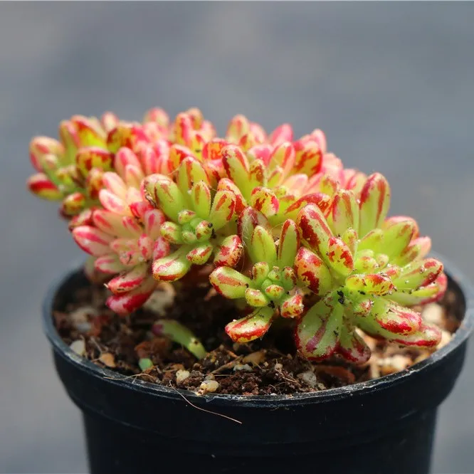 
Popular indoor ornamental echeveria aeonium x loartei tavormin variegata woody succulent plants live 