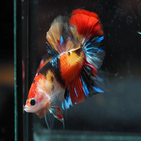 Рыба бета-бета из живой полулуны