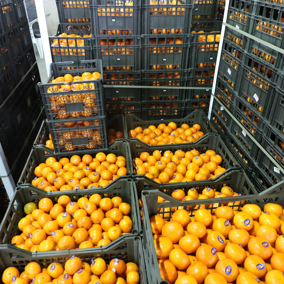 fresh Morcut Mandarin