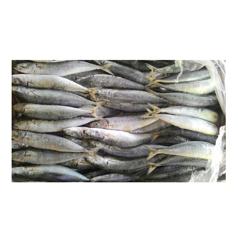 High Quality Natural Frozen Fish Mackerel Exporters Cheap Price from Indonesia