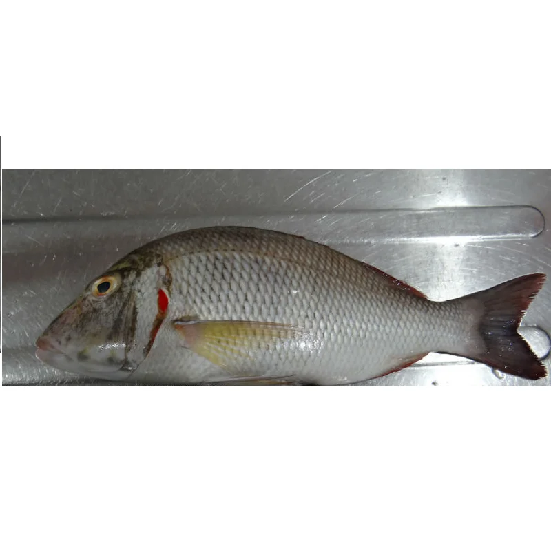 FROZEN EMPEROR FISH Max Custom Sea KOSHER Scaled Removed Emperor Whole Gutted Scale Off Frozen Fish Wholesale From Singapore