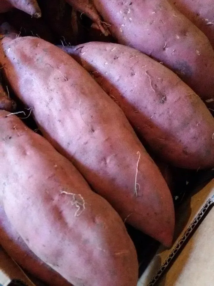 
High Quality EGYPTIAN Fresh Purple Sweet Potato 