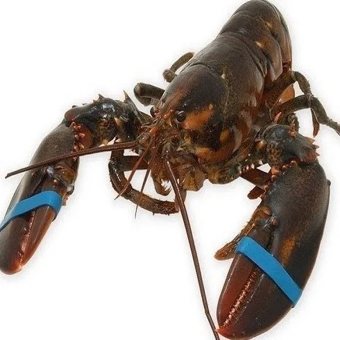 HOT SALES FROZEN LOBSTER, FROZEN LOBSTER TAIL, FRESH LIVE LOBSTER